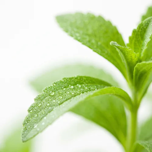 Stevia leaves, macro
